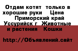 Отдам котят, только в хорошие руки  › Цена ­ 10 - Приморский край, Уссурийск г. Животные и растения » Кошки   